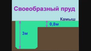 ловили Карпа 🐟 в камышах на поплавочную удочку с дальним забросом. Насадка кукуруза. рыбалка