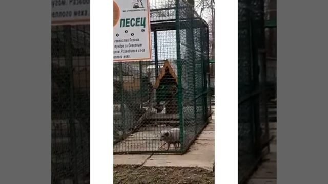 Дикие,домашние животные и птицы