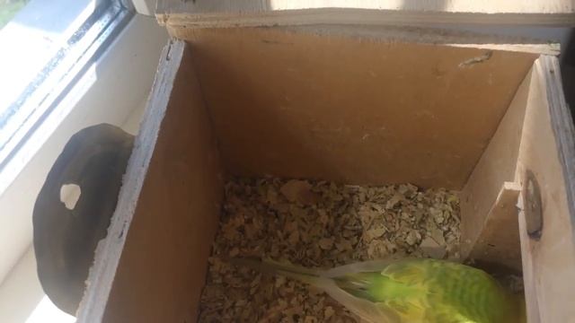 Почему не гнездятся волнистые попугаи. смотреть онлайн