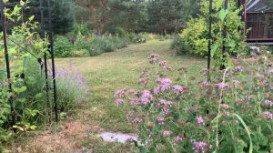 Сад в пейзажном стиле. Первый год.