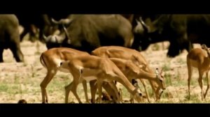 ГЕПАРД - САМЫЙ БЫСТРЫЙ ОХОТНИК. АТАКИ ГЕПАРДА СНЯТЫЕ НА КАМЕРУ