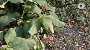 Ольга Брендовна.Почему Трой жил в США и только сейчас,когда надо везти Ланге в США переезжает на ПР