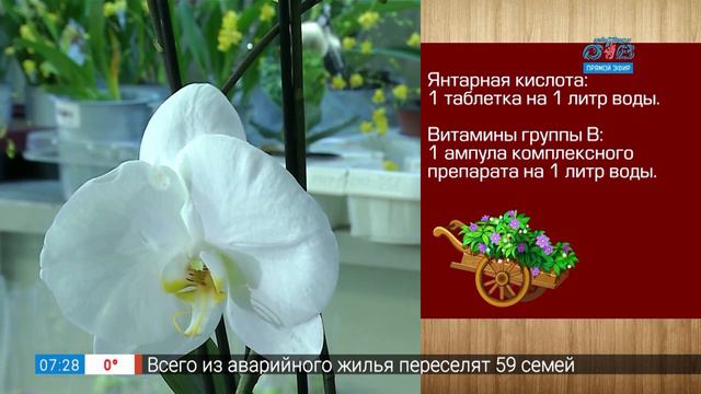 Садовые истории  – правильная подкормка фаленопсисов