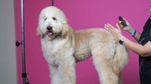 Doodle Grooming - Tail Set & Rear Angulation w/ Elizabeth Gibbs