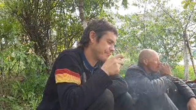 Пчелы Маклейна