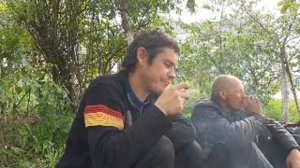 Пчелы Маклейна