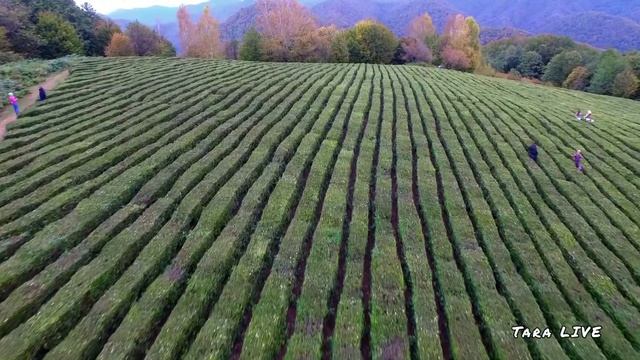 Полет на воздушном шаре?? Чайные плантанции?. Аэросъемка✈. Солохаул парк. #солохаул смотреть онлайн