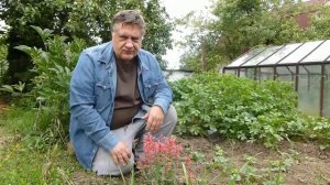 Лофант на грядке