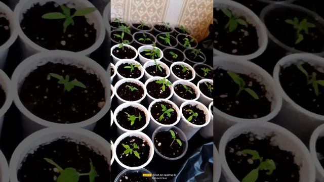 Я реальная жадина))) Зачем столько томатов? смотреть онлайн