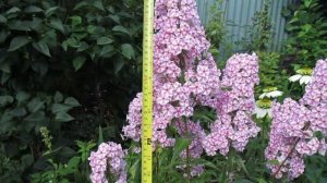 Флокс пятнистый Наташа