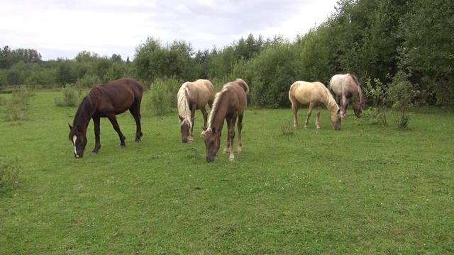 Прогулка с табуном. Пристаём к животным)) смотреть онлайн