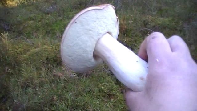 Ноябрьский гриболов ))) смотреть онлайн