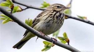 Пение лесного конька слушать