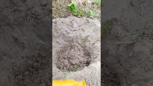 Посадка однолетнего саженца винограда с ЗКС осенью на постоянное место. смотреть онлайн