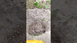 Посадка однолетнего саженца винограда с  ЗКС осенью на постоянное место.