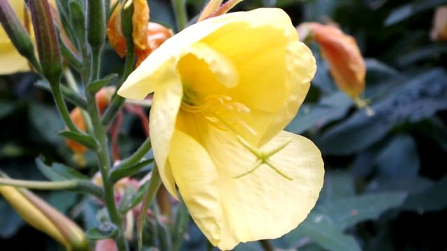 Ночная красавица - энотера)))) смотреть онлайн