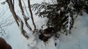 Ястреб тетеревятник. Глухариная гибель.