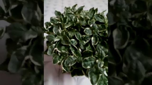 Variegated creeping fig#ridaan's mom creativity