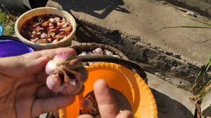 САЖАЮ ЧЕСНОК ЦЕЛЫМИ ГОЛОВКАМИ МОЙ ПРОВЕРЕННЫЙ МЕТОД И ВЫВОД как лучше сажать у кого мало места на у