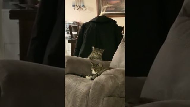 Кот всегда начеку.mp4# смотреть онлайн