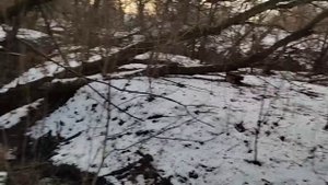 Проверка капканов и петель. Охота на норку, лису, куницу, бобра. Есть результат.