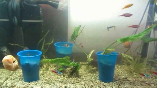 Учимся запускать аквариум. Часть 2 - В поисках баланса смотреть онлайн