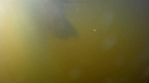 Ловля САЗАНА на червя (Чебоксарское водохранилище)