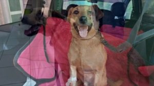 Люди издевались над собакой, но случилось Нереальное!