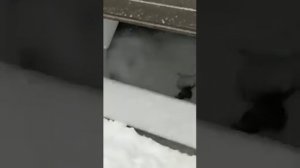 ЗИМНИЙ ДАЛЬНОБОЙ. СЛАДКАЯ РАБОТА НА РЭФЕ.