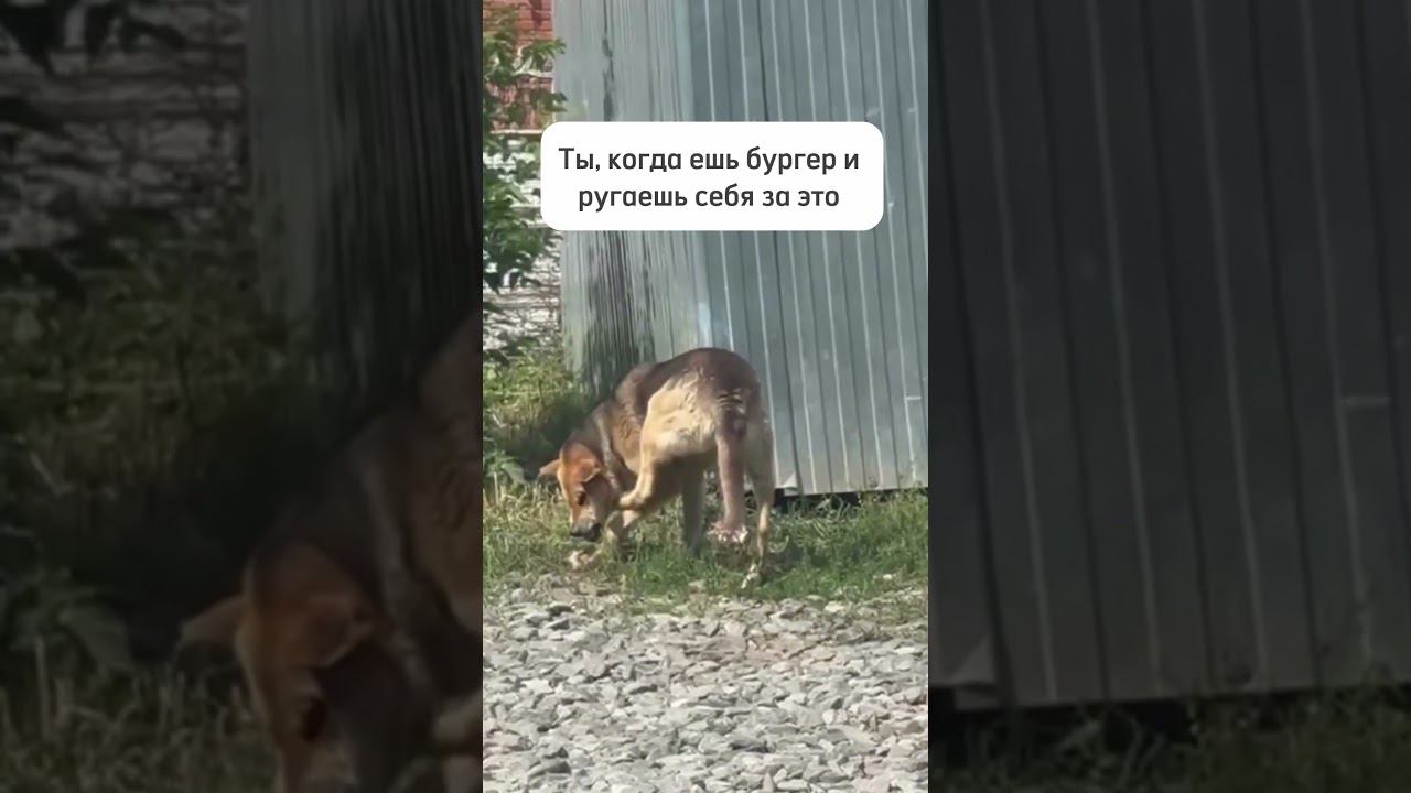 Прекрасно понимаем тебя, собака с читмилом. смотреть онлайн