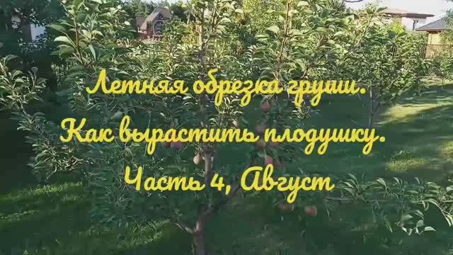 Летняя обрезка груши на плодоношение, как вырастить плодушку, (часть 4)