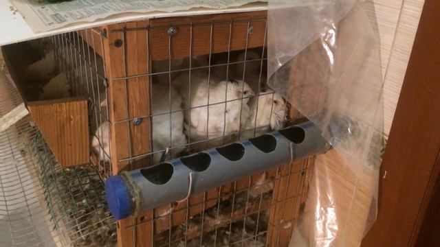 Перепела в квартире - можно, но не нужно. смотреть онлайн