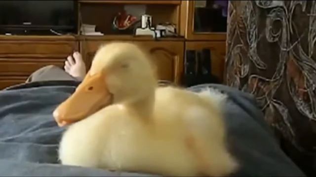 Утка храпит! смотреть онлайн