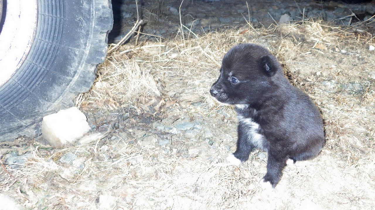 Моя первая лайка смотреть онлайн
