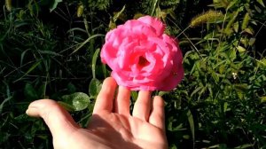 Розы в сентябре. Чайно-гибридные.