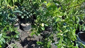 Финик в умеренном климате - зизифус. Выращивание  в контейнере.