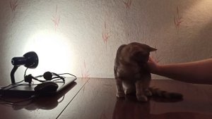 ВПХ. Дрессировка котенка с нуля. Учим команды. Урок 1. Команда "Сидеть".