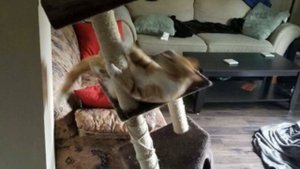 Почему кот бешено бегает по квартире?