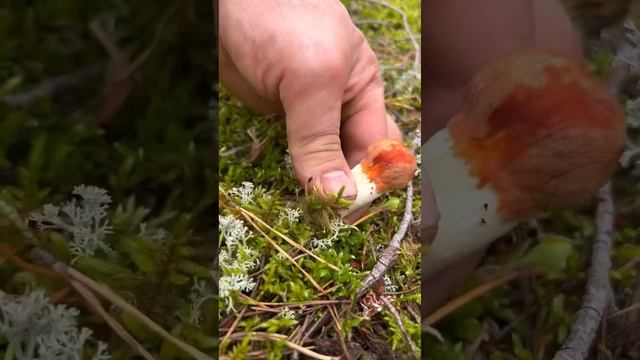 КАРЕЛИЯ ДЕНЬ ПЕРВЫЙ смотреть онлайн