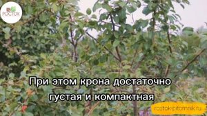 Груша Красуля от Питомника Росток! ?