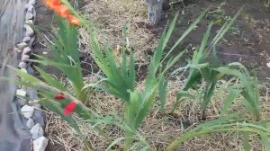 Гладиолусы .Когда выкапывать гладиолусы. Борьба с полевым мотыльком  .