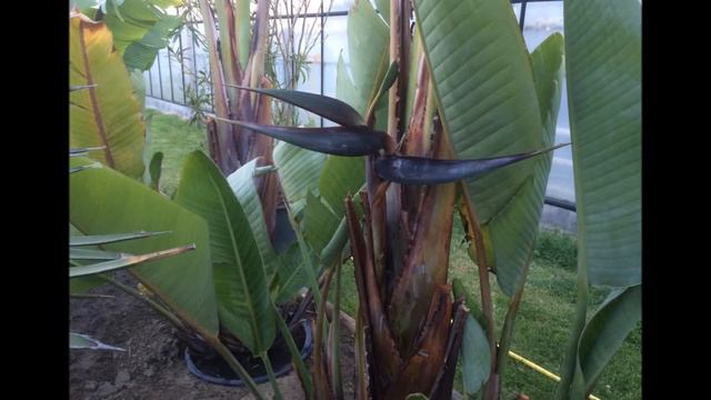 Strelitzia Alba Flower The Evolution From The Beginning смотреть онлайн