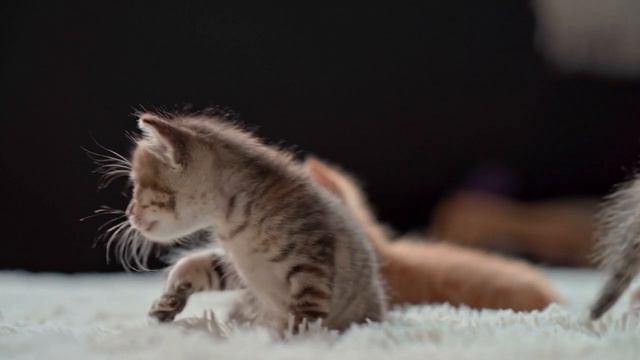 Котики милые пушистые котята малыши смотреть онлайн