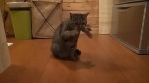 Кот - Битбоксер. Как научится битбоксу, тогда смотри.