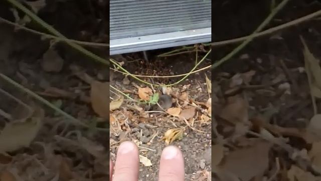 Мышка норушка готовится к зиме!!! смотреть онлайн