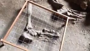 Гигантский скелет человека, найден на острове краби в Тайланде в пещере Кхао Кханап Нам