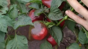 Перец сорта "Леся"