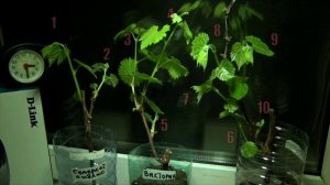 Суточный прирост винограда сортов "Сомерсет сидлис", "Виктория" и "Вэлиант" (ускоренная съёмка).