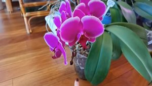 Орхидея Претория не в восторге от ЗС. Туфелька Королевы ОГРОМНЫЙ ЦВЕТОК / Сима перестала видеть.