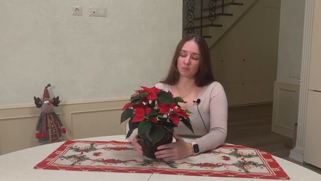 №26. Пуансеттия (Рождественская звезда). Уход в домашних условиях. смотреть онлайн